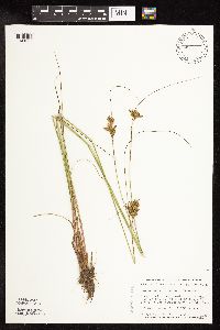 Juncus greenei image