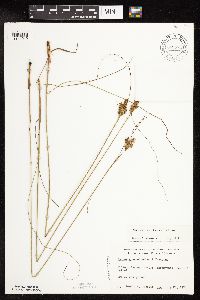 Juncus greenei image