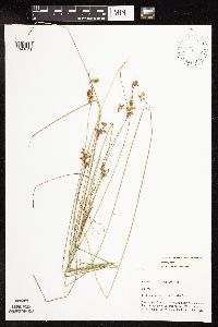 Juncus greenei image