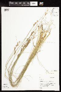 Juncus greenei image