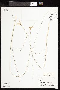 Juncus greenei image