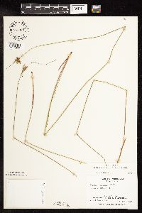 Juncus greenei image