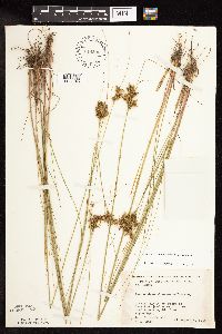 Juncus greenei image