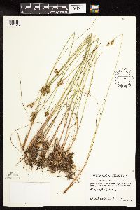 Juncus greenei image