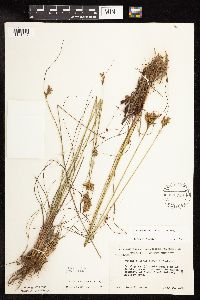 Juncus greenei image