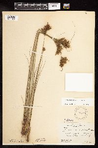 Juncus greenei image