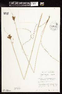 Juncus greenei image