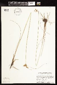 Juncus greenei image