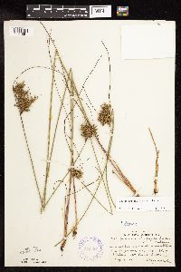 Juncus greenei image