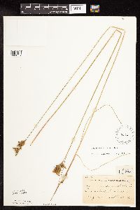 Juncus greenei image