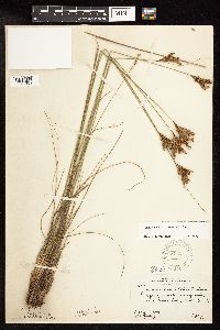 Juncus greenei image