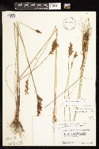 Juncus greenei image
