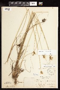 Juncus greenei image