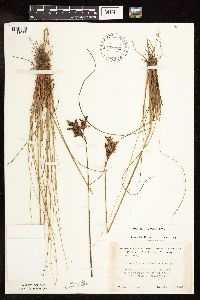 Juncus greenei image