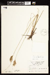 Juncus greenei image