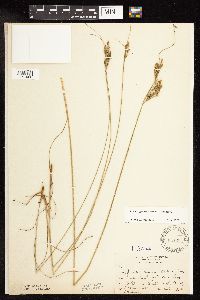 Juncus greenei image
