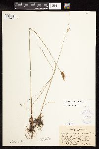 Juncus greenei image