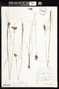 Juncus greenei image