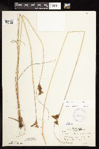 Juncus greenei image