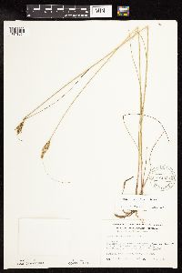 Juncus greenei image