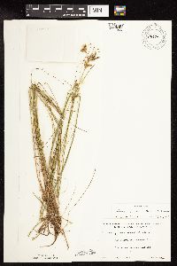 Juncus greenei image