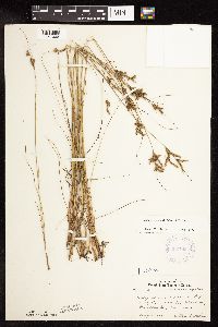 Juncus greenei image