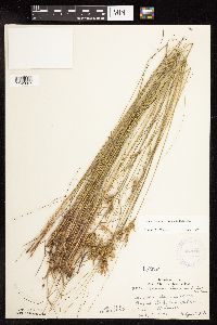 Juncus greenei image