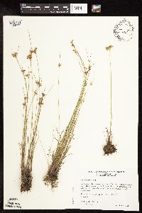 Juncus interior image