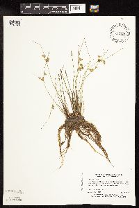 Juncus interior image