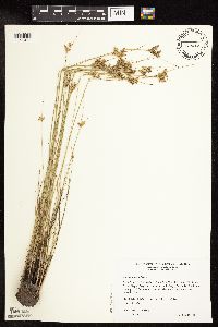 Juncus interior image