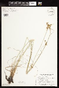 Juncus interior image