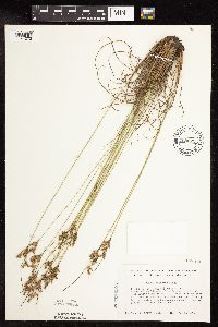 Juncus interior image