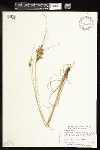 Juncus interior image