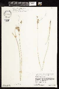Juncus interior image