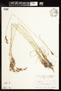 Juncus interior image