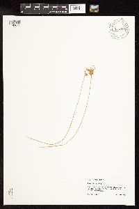 Juncus interior image