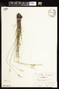 Juncus interior image