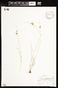 Juncus interior image