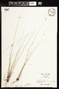 Juncus interior image