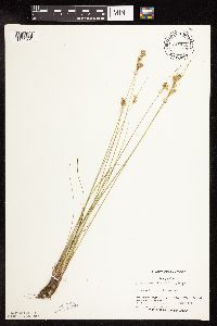Juncus interior image