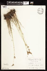 Juncus interior image