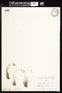 Juncus interior image