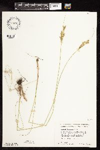 Juncus interior image