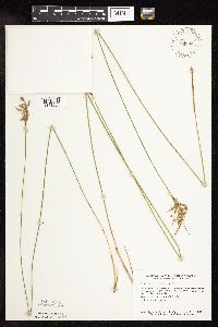 Juncus interior image
