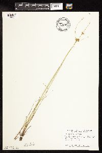 Juncus interior image