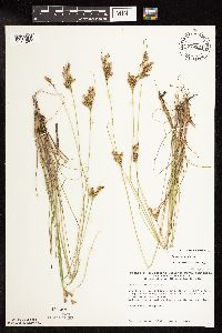 Juncus interior image