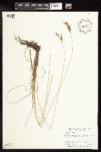Juncus interior image