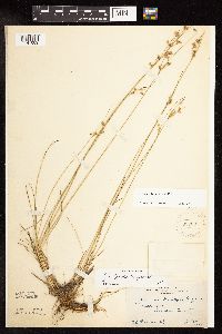 Juncus interior image