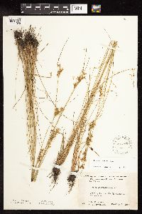 Juncus interior image