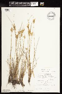 Juncus interior image